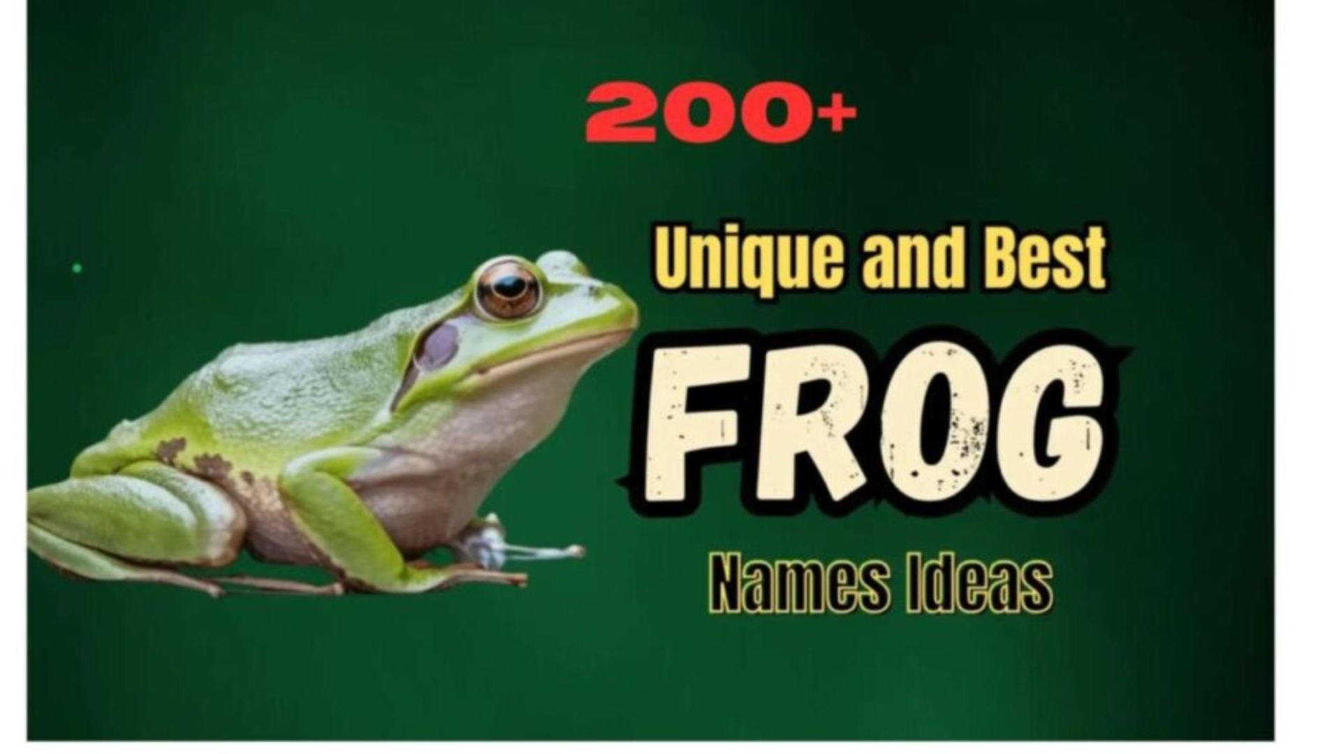 200+ Unique and Best Frog Names Ideas