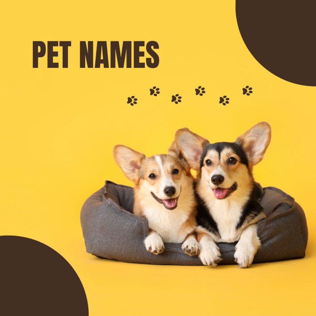 Pet Names