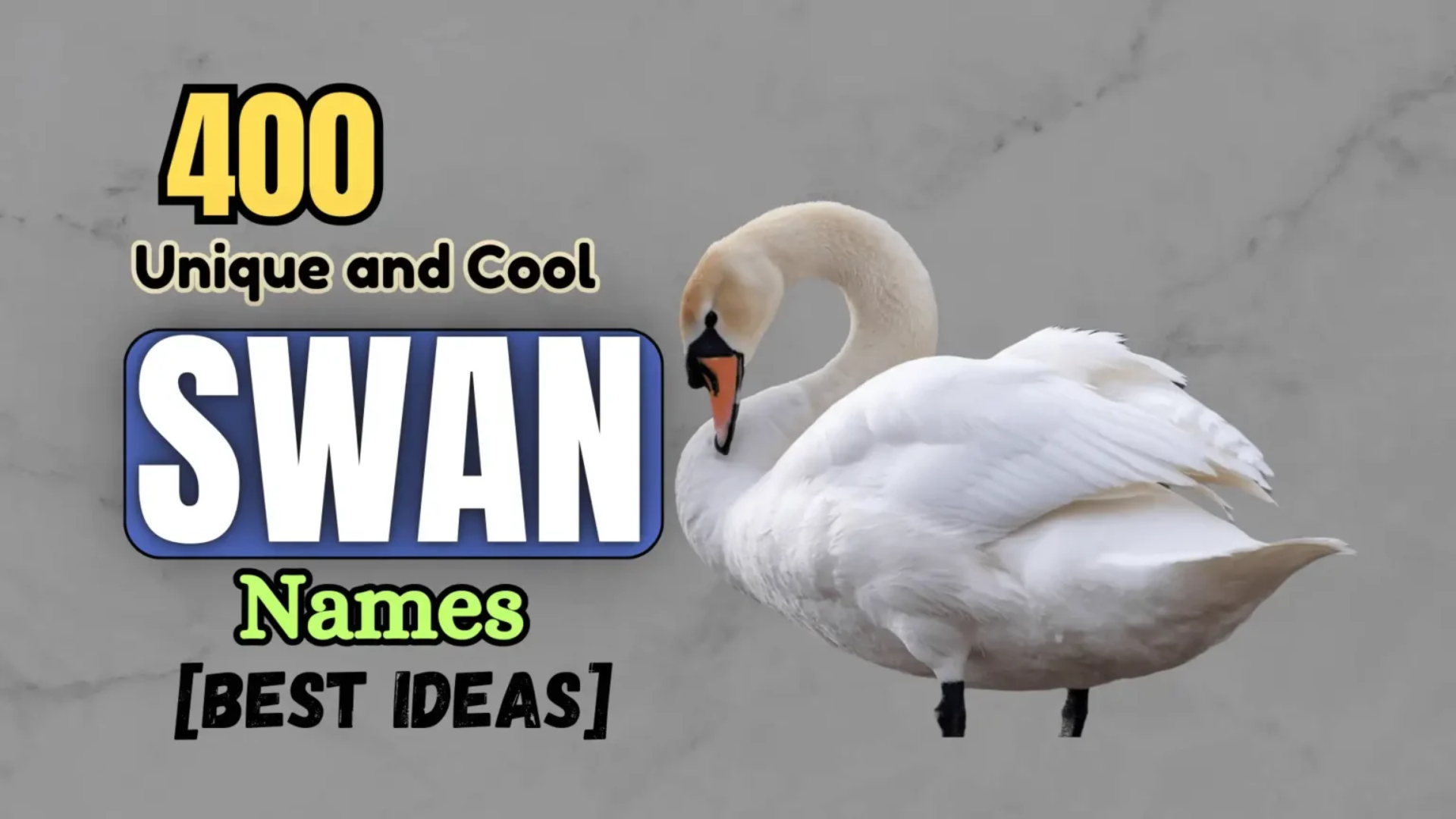 400 Unique and Cool Swan Names [Best Ideas]