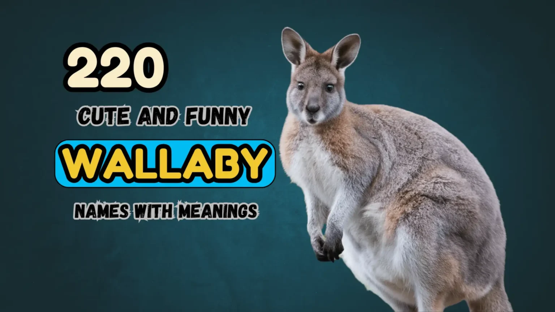 220 Cute and Funny Wallaby Names with Meanings
