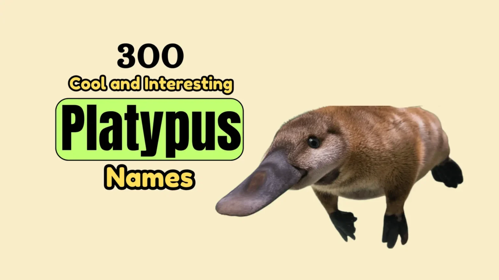 300 Cool and Interesting Platypus Names