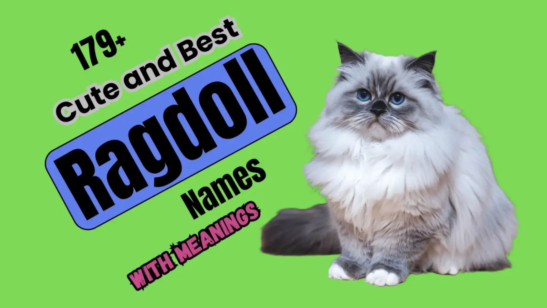 179+  Cute and Best Ragdoll Names with Meanings