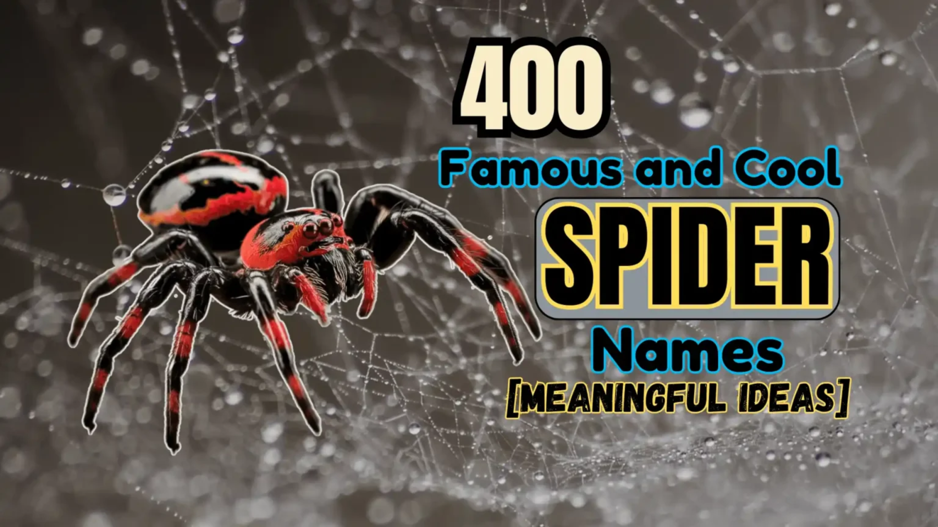 400 Famous and Cool Spider Names [Meaningful Ideas]