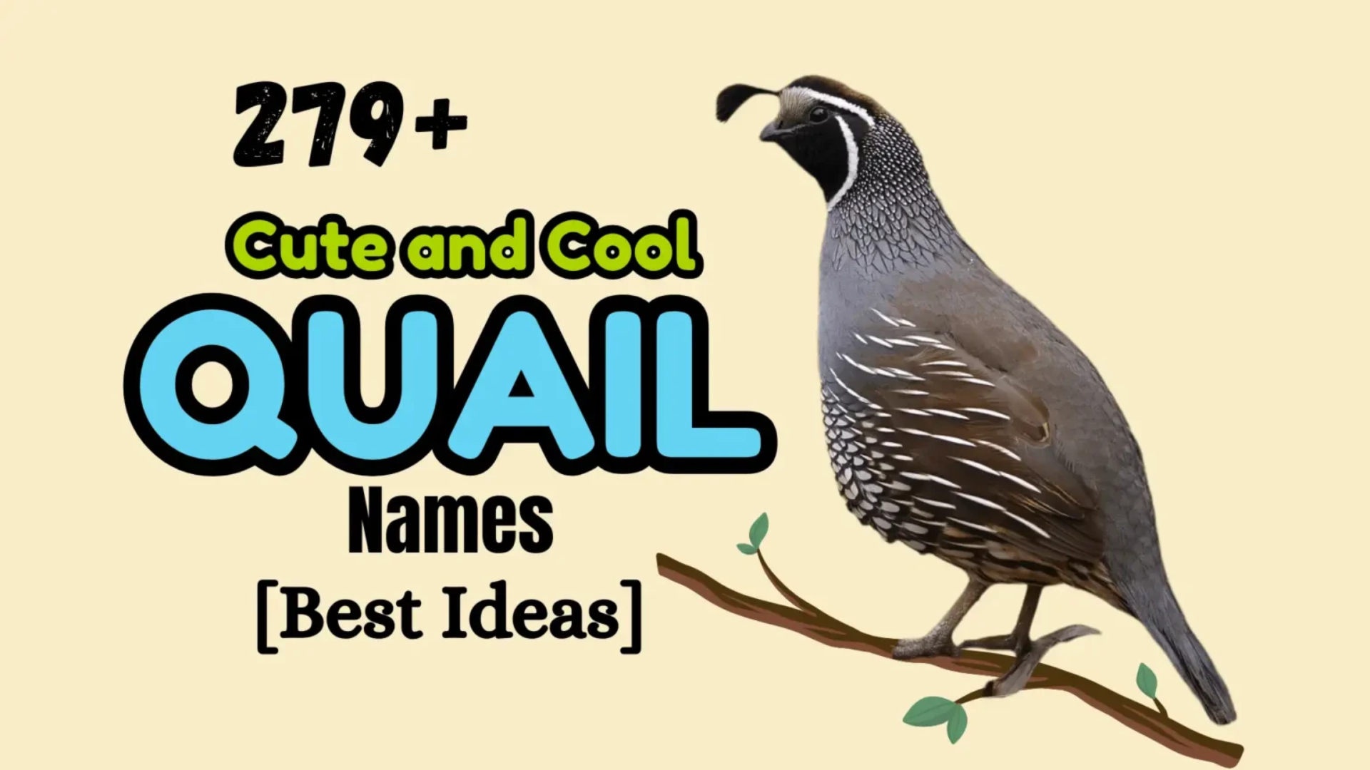 279+ Cute and Cool Quail Names [Best Ideas]