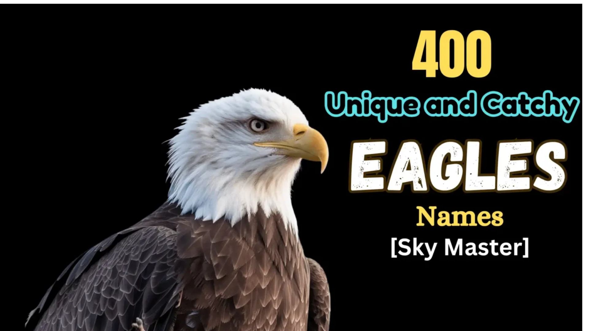 400 Unique and Catchy Eagles Names [Sky Master]