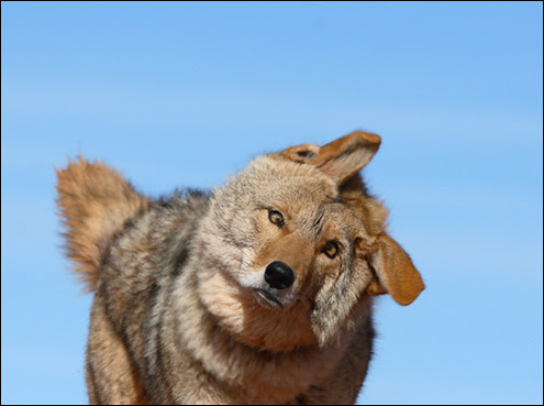 Funny Coyote Names