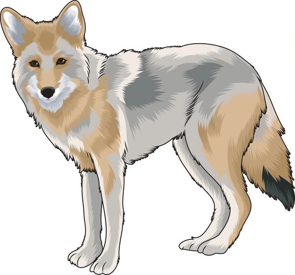 Cartoon Coyote Names