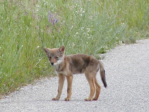 Baby Coyote Names