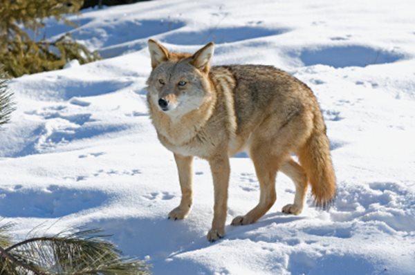 Coyote Names in Different Languages