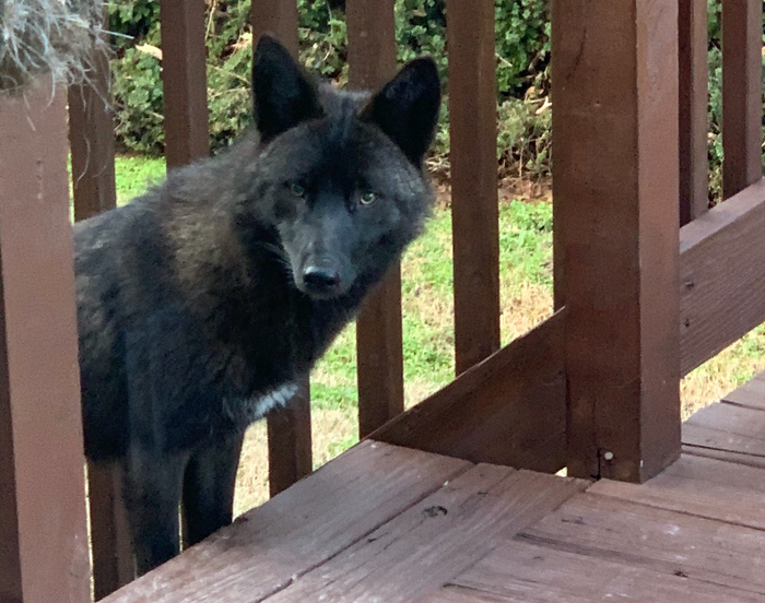 Black Coyote Names
