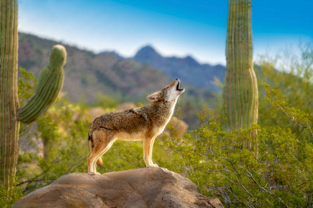 Nicknames for Coyotes