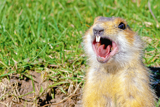 Gopher Calling Names