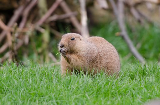 Good Gopher Names