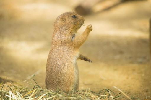 Cute Gopher Names