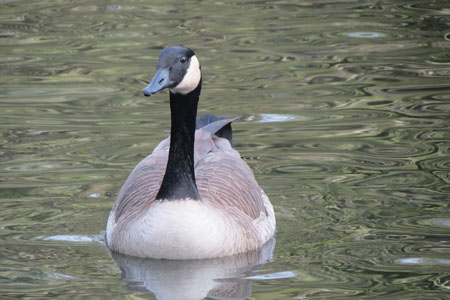 Female Goose Names
