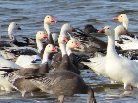 Snow Goose Names