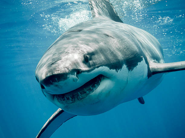 Cool Shark Names with Meanings
