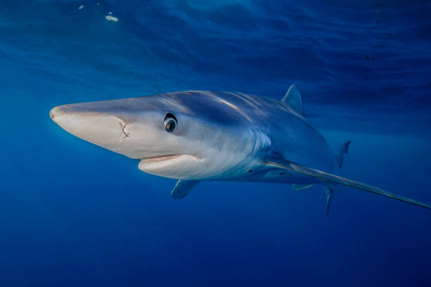 Cute Shark Names