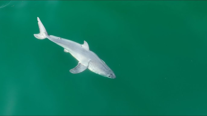 Baby Shark Names