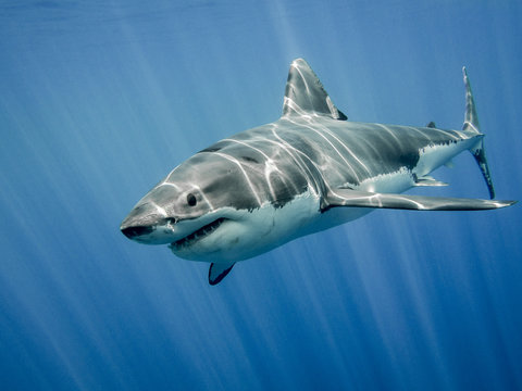 Good Shark Names