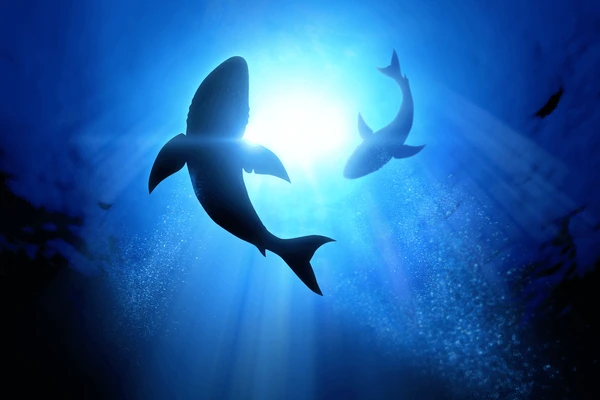 Famous Shark Names