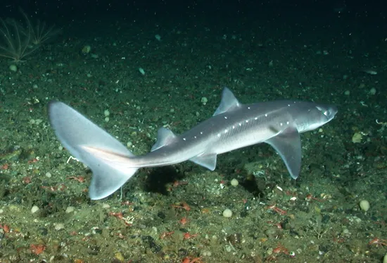 Dogfish Shark Names
