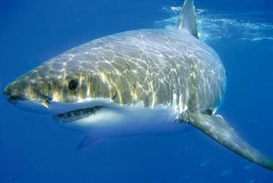 Girl Shark Names