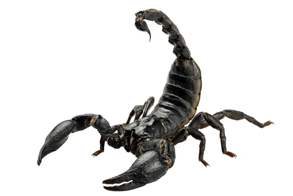 Black Scorpion Names