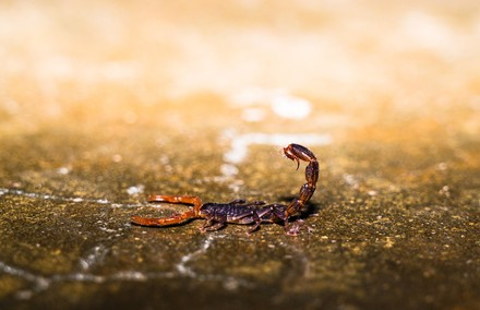 Female Scorpion Names
