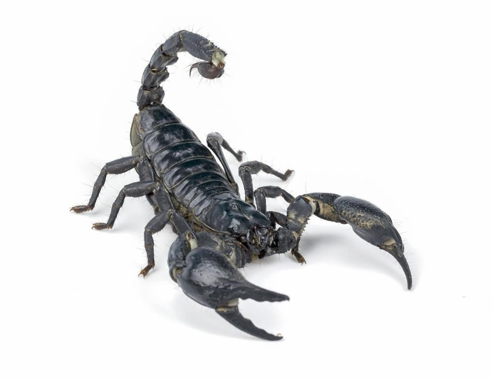 Male Scorpion Names