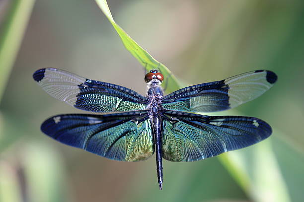 Good Dragonfly Names