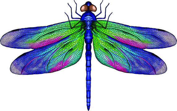 Cute Dragonfly Names