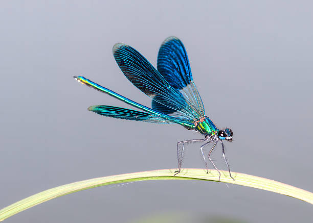 Pet Dragonfly Names