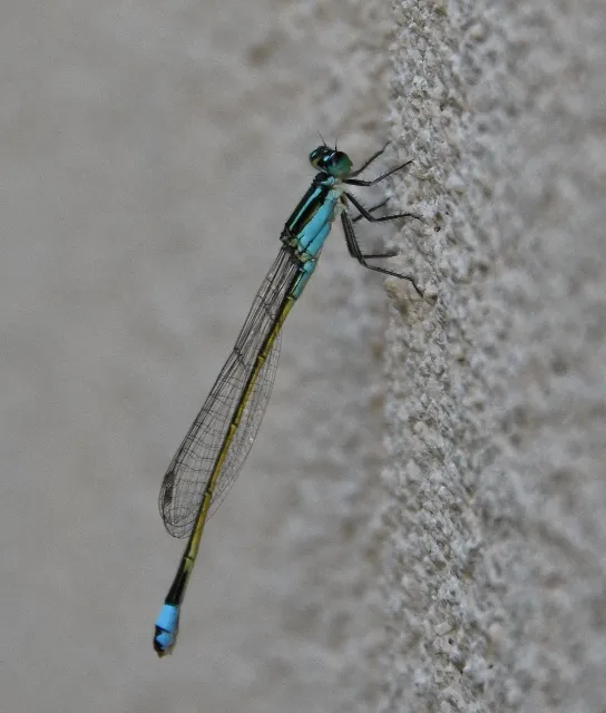 Baby Names That Mean Dragonfly