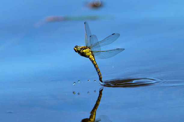 Cool Dragonfly Names