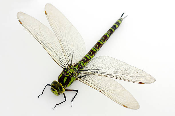 Popular Dragonfly Names