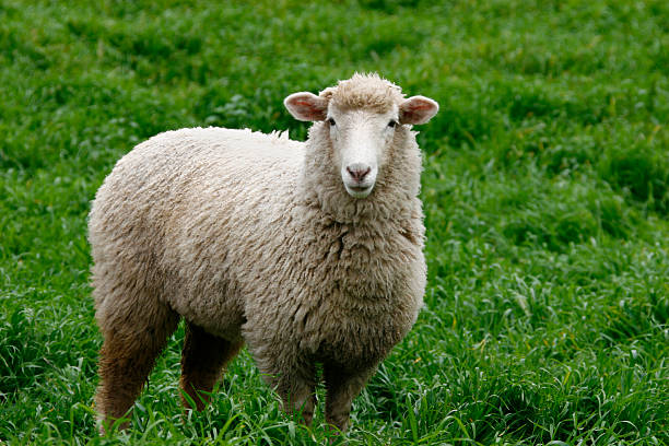 Famous Sheep Names
