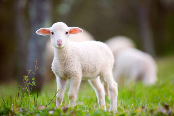 Cute Sheep Names