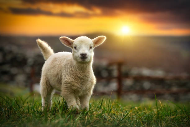 Baby Sheep Names
