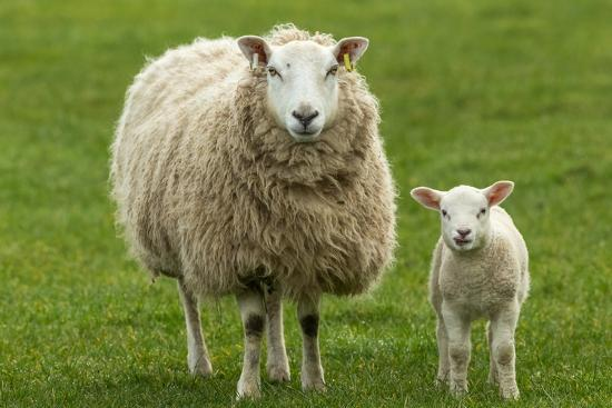 Girl Sheep Names