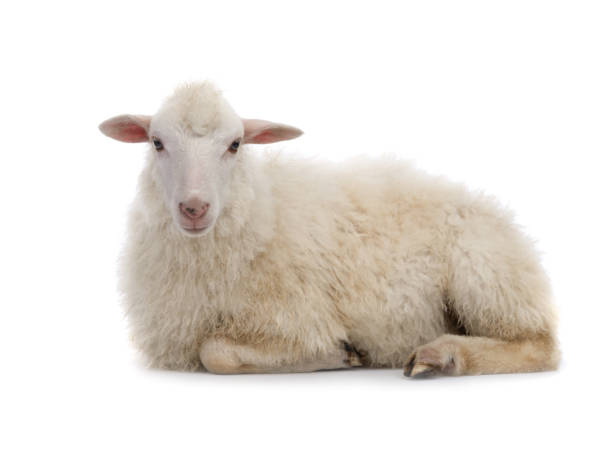 Gender-Neutral Sheep Names
