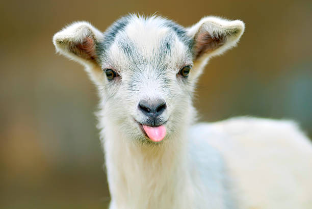Sheep Names That Start with B