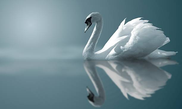 Famous Swan Names