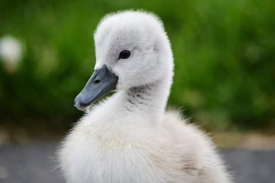 Baby Swan Names