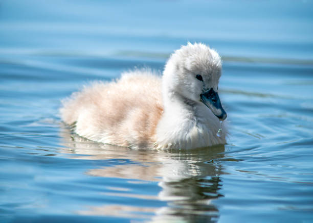 Beautiful Swan Names