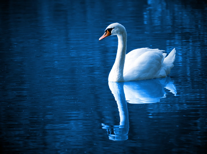 Names That Mean Swan