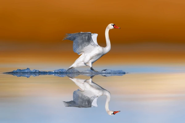 Good Swan Names