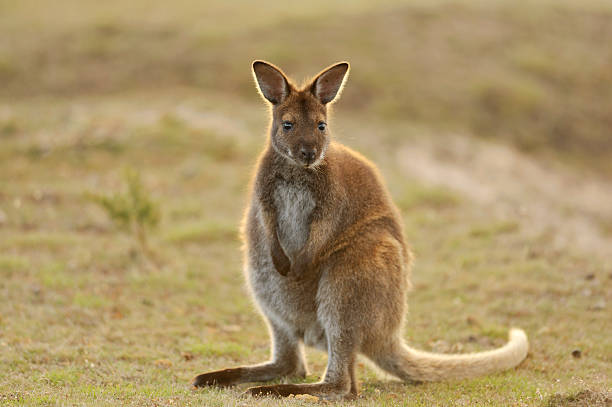 Good Wallaby Names
