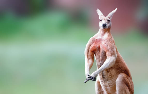 Male Wallaby Names