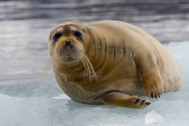 Good Names for Seals with Meanings